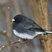 Dark-eyed Junco